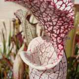 Sarracenia leucophylla 'Helmut's delight'